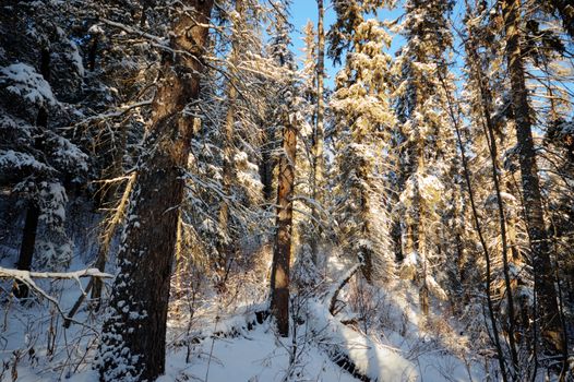 trees covered with snow in winter forest, nature series