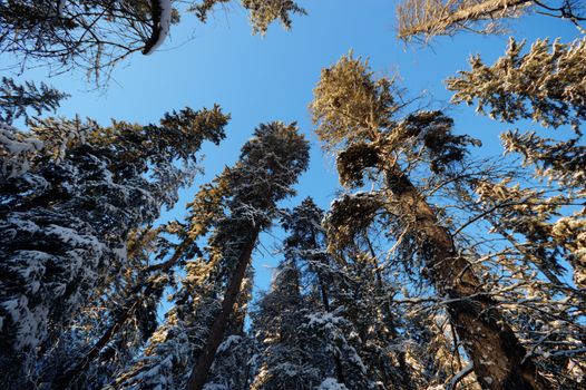 trees covered with snow in winter forest, nature series