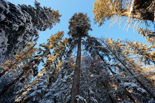 trees covered with snow in winter forest, nature series