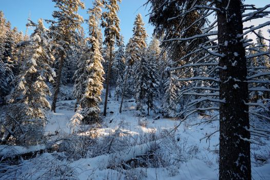 trees covered with snow in winter forest, nature series