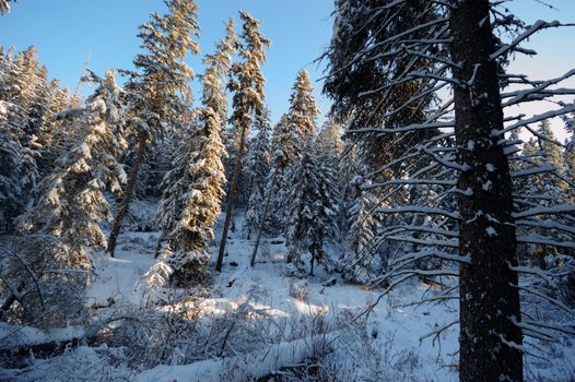 trees covered with snow in winter forest, nature series