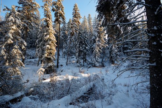 trees covered with snow in winter forest, nature series