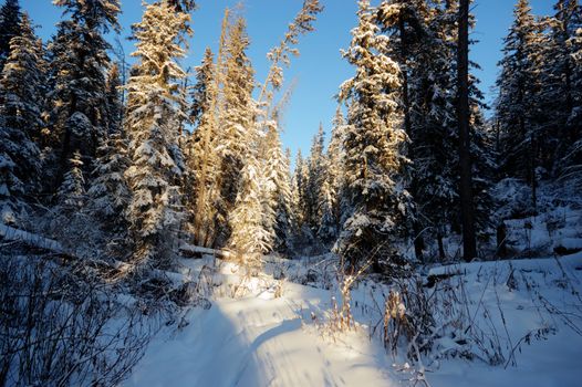 trees covered with snow in winter forest, nature series