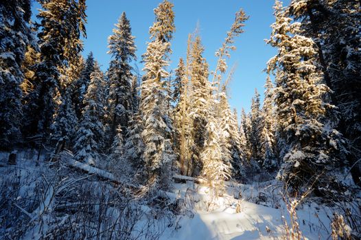 trees covered with snow in winter forest, nature series