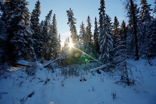 trees covered with snow in winter forest, nature series