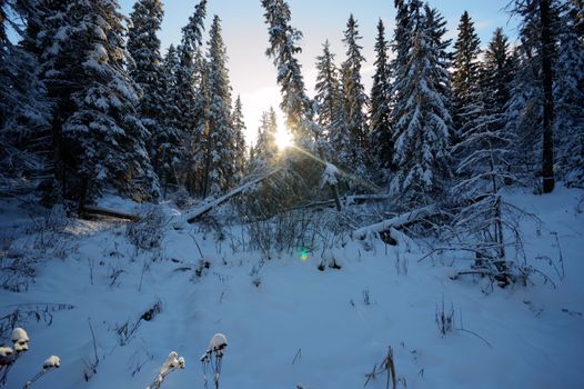 trees covered with snow in winter forest, nature series