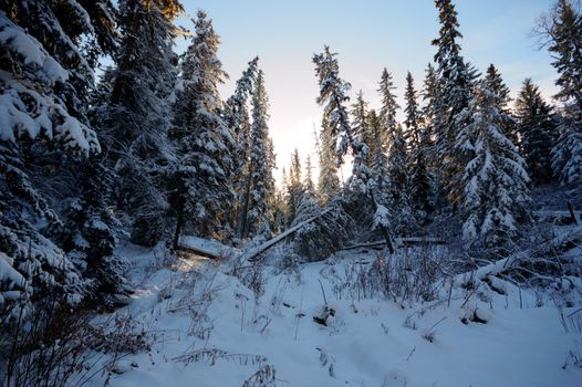 trees covered with snow in winter forest, nature series