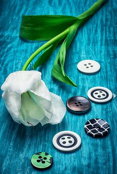 white tulip and buttons for clothing on light blue wooden background