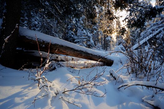 trees covered with snow in winter forest, nature series