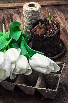 sprouted bulbs on white background fresh cut tulips