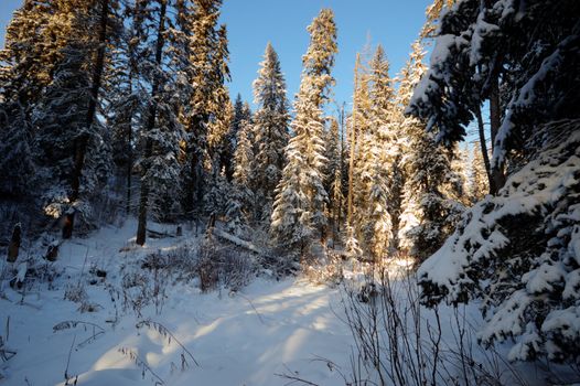 trees covered with snow in winter forest, nature series