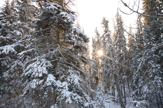 trees covered with snow in winter forest, nature series