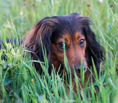 Image of a sausage dog