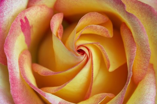 Abstract macro of the bloom of rose