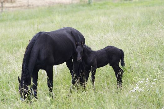 Image of the mare with colt on horse lot