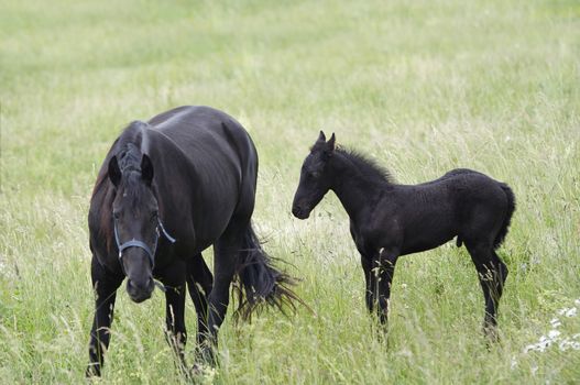 Image of the mare with colt on horse lot