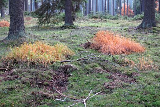 Abstract image of the colored grass in the autumn coniferous forest