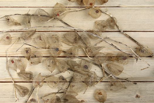 Detail of the dried fruits of Cape gooseberry