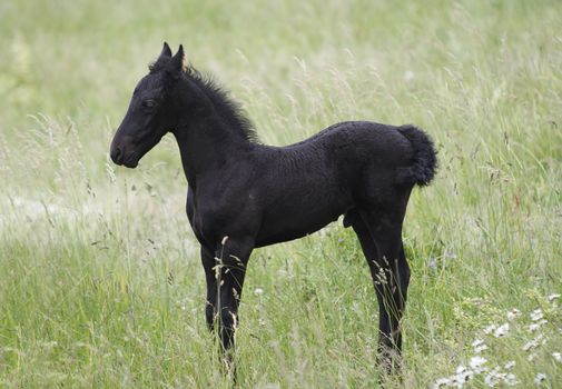 Image og the small black colt on the meadow