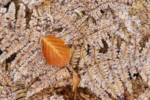 Detail of the frozen leaf on the fern