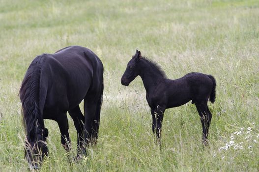 Image of the mare with colt on horse lot