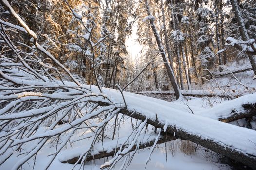 trees covered with snow in winter forest, nature series