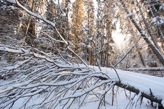 trees covered with snow in winter forest, nature series