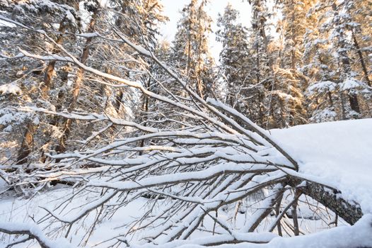 trees covered with snow in winter forest, nature series