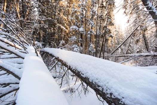 trees covered with snow in winter forest, nature series