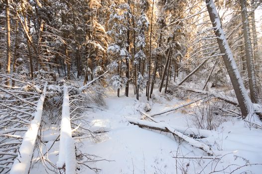trees covered with snow in winter forest, nature series