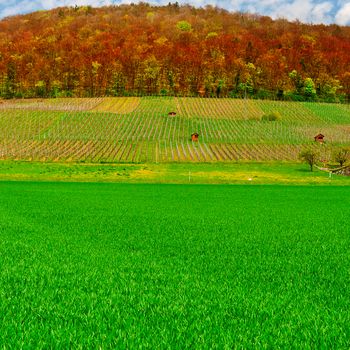 Alpine Pasture and Vineyard Framed by Forest in Switzerland