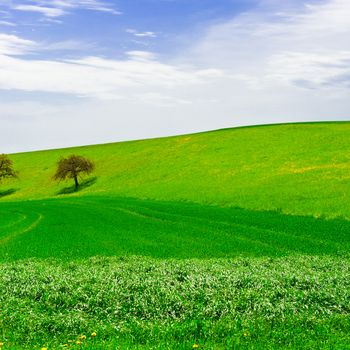  Flowering Trees Surrounded by Sloping Meadows in Switzerland