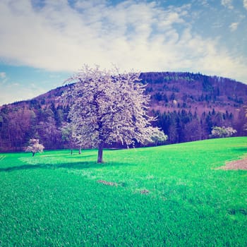 Flowering Trees Surrounded by Sloping Meadows in Switzerland, Instagram Effect