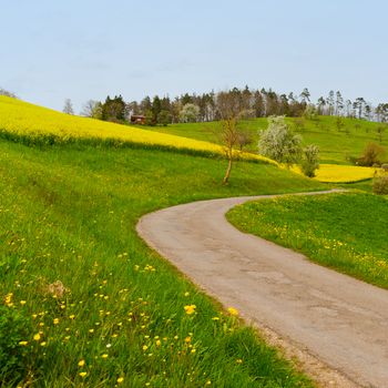 Asphalt Road between Green and Yellow Fields in the Swiss Alps 