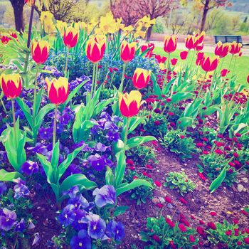 Landscaped Park with Flowerbed in Switzerland, Instagram Effect