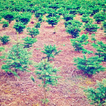 Young Trees in the Nursery for Growing Spruce for Christmas in Belgium, Instagram Effect
