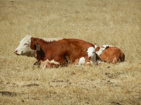 Cow and Calf Lying in the Hay