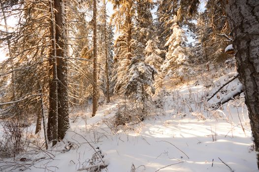 trees covered with snow in winter forest, nature series