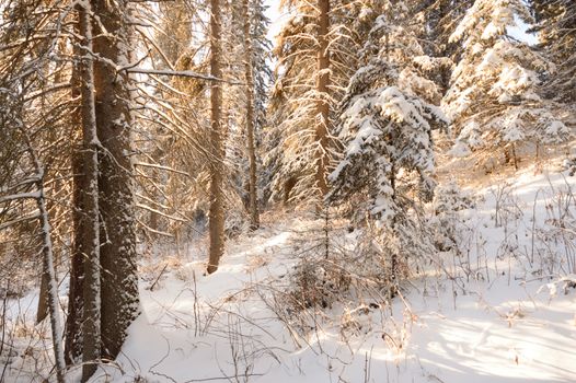 trees covered with snow in winter forest, nature series