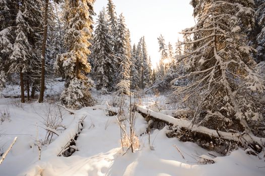 trees covered with snow in winter forest, nature series