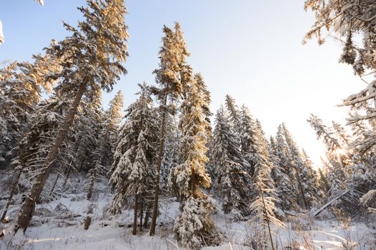 trees covered with snow in winter forest, nature series