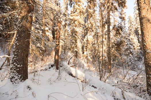 trees covered with snow in winter forest, nature series