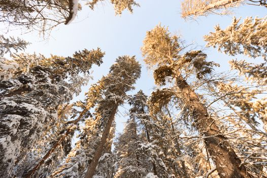 trees covered with snow in winter forest, nature series