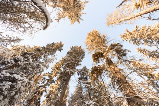 trees covered with snow in winter forest, nature series