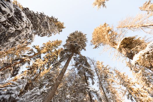 trees covered with snow in winter forest, nature series