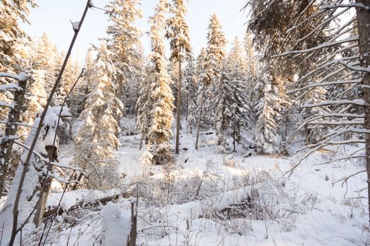 trees covered with snow in winter forest, nature series