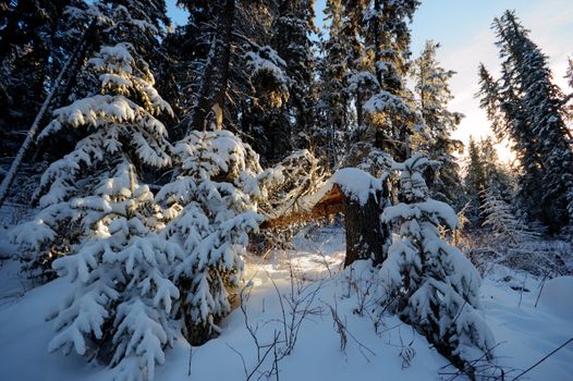 trees covered with snow in winter forest, nature series