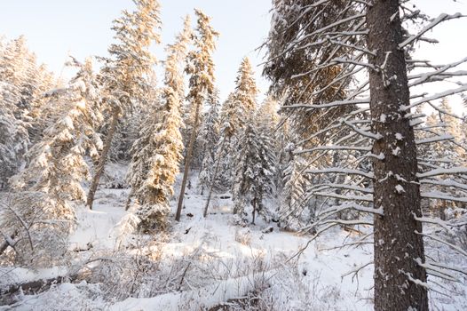 trees covered with snow in winter forest, nature series