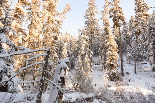 trees covered with snow in winter forest, nature series