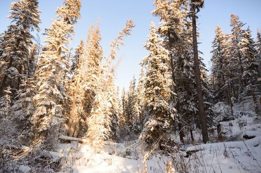 trees covered with snow in winter forest, nature series